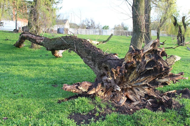 Un arbre qui est tombé | Photo Premium